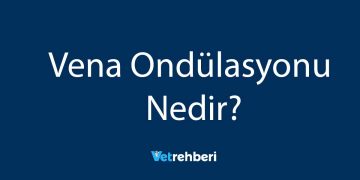 Vena Ondülasyonu Nedir?