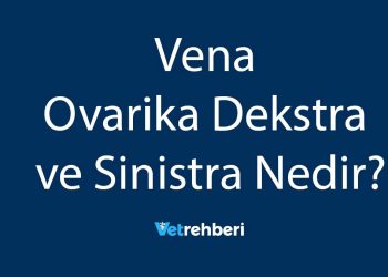 Vena Ovarika Dekstra ve Sinistra Nedir?