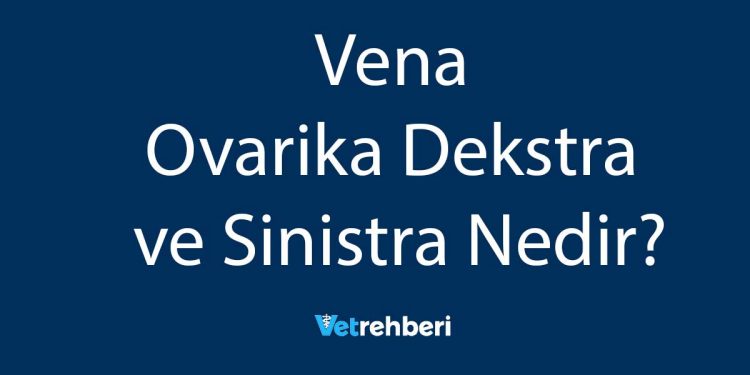 Vena Ovarika Dekstra ve Sinistra Nedir?