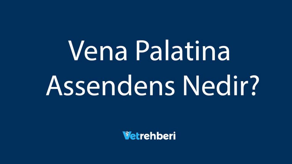 Vena Palatina Assendens Nedir?