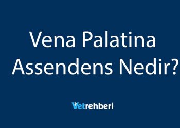 Vena Palatina Assendens Nedir?
