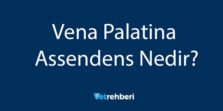 Vena Palatina Assendens Nedir?