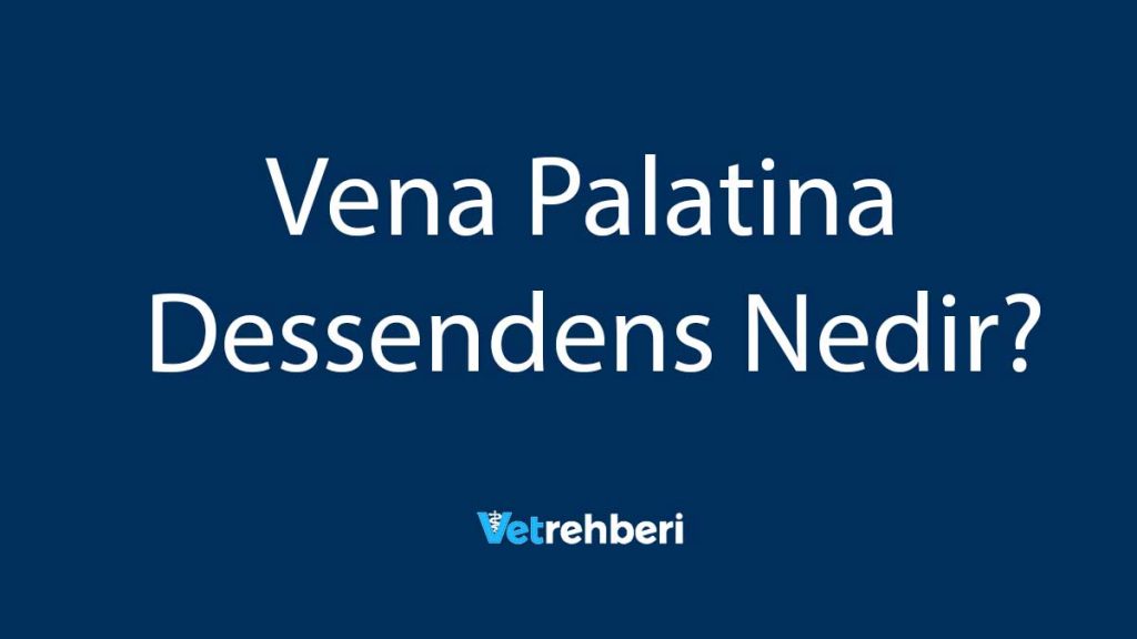 Vena Palatina Dessendens Nedir?