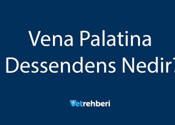 Vena Palatina Dessendens Nedir?