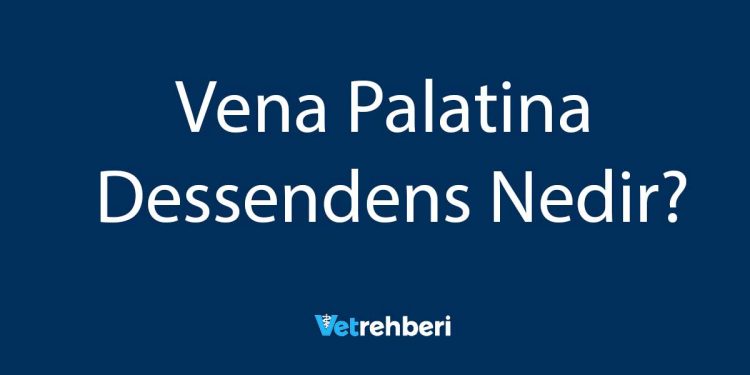 Vena Palatina Dessendens Nedir?