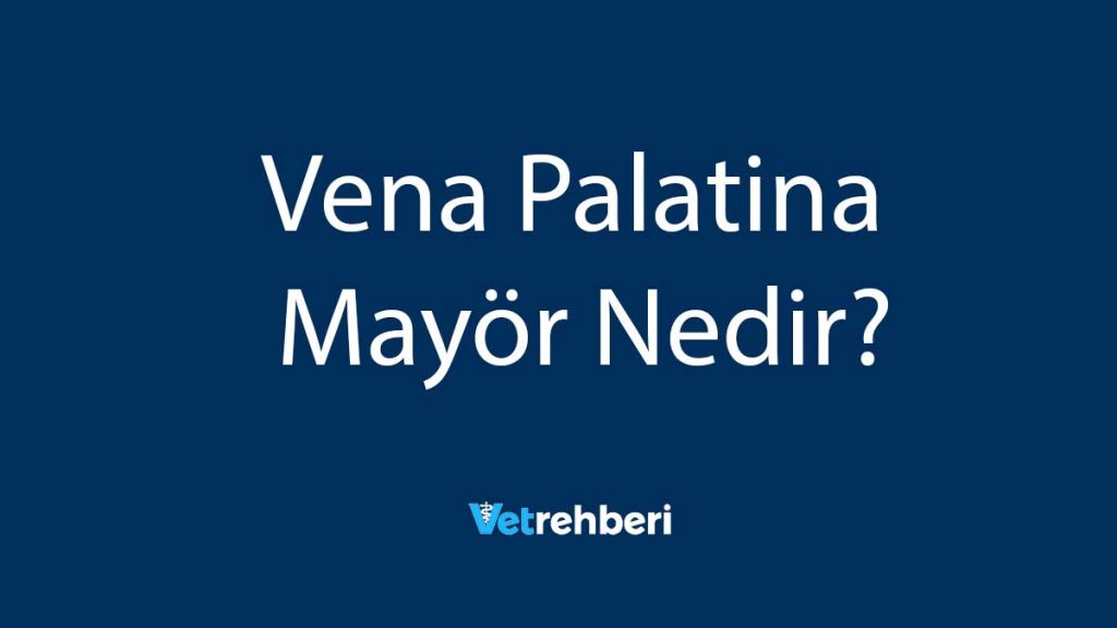 Vena Palatina Mayör Nedir?