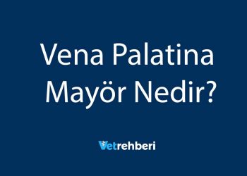 Vena Palatina Mayör Nedir?