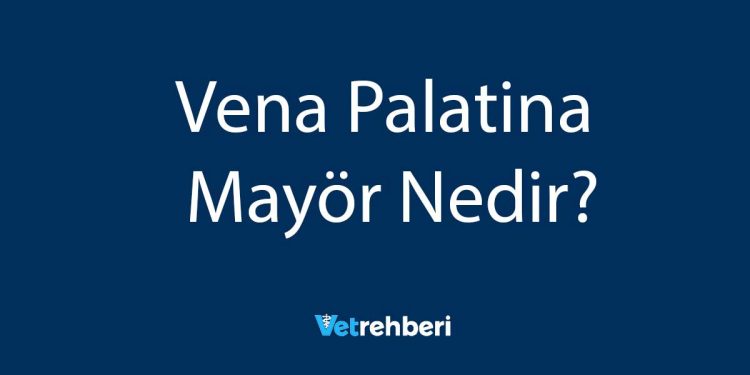 Vena Palatina Mayör Nedir?