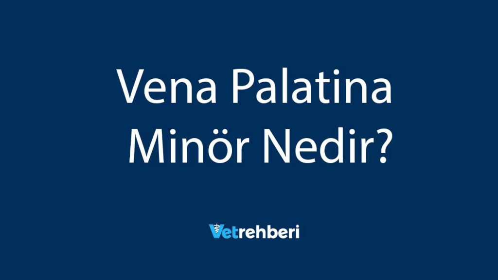 Vena Palatina Minör Nedir?