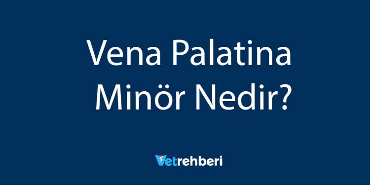 Vena Palatina Minör Nedir?