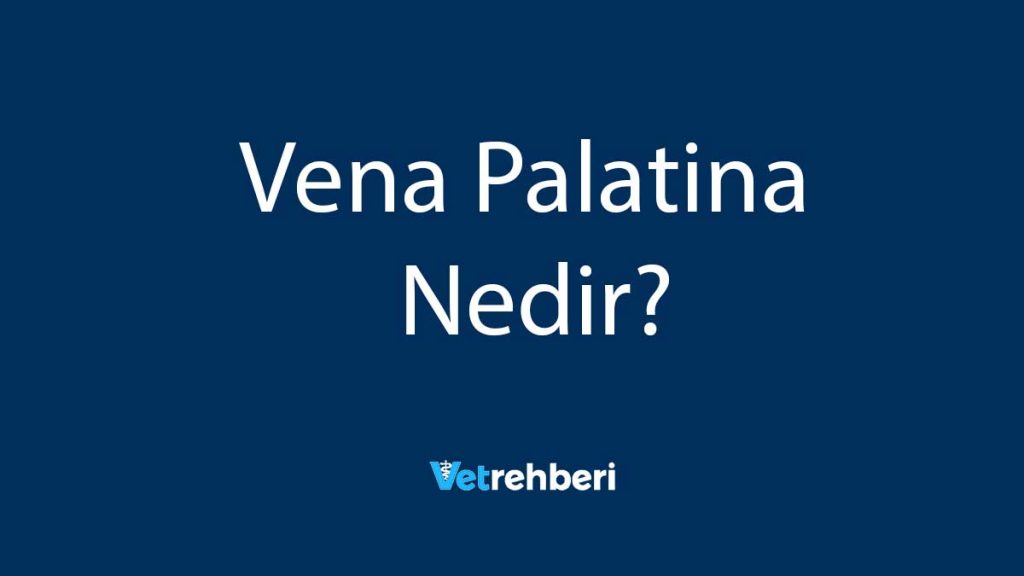 Vena Palatina Nedir?