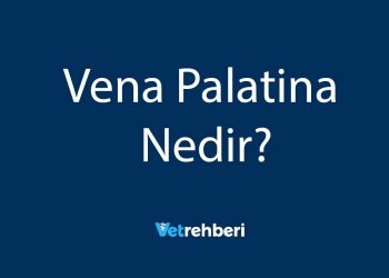 Vena Palatina Nedir?