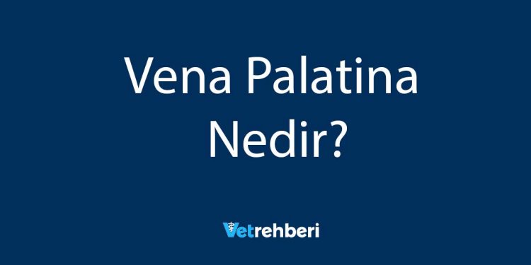 Vena Palatina Nedir?