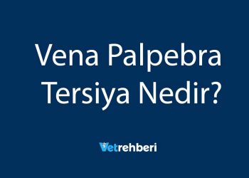 Vena Palpebra Tersiya Nedir?