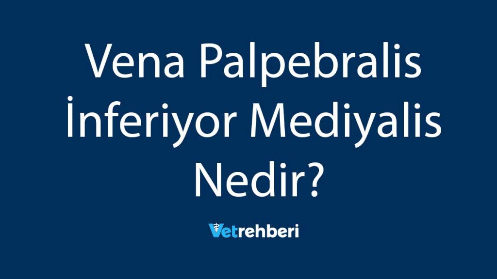 Vena Palpebralis İnferiyor Mediyalis Nedir?