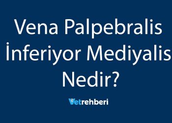Vena Palpebralis İnferiyor Mediyalis Nedir?