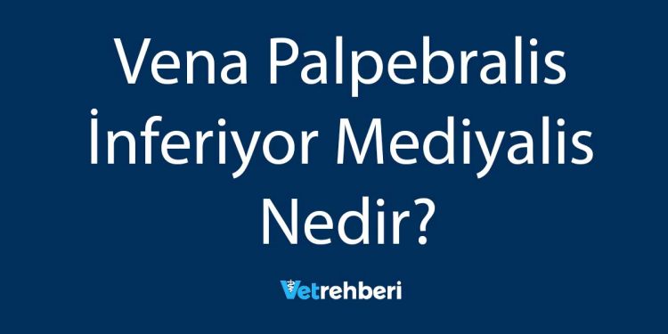 Vena Palpebralis İnferiyor Mediyalis Nedir?