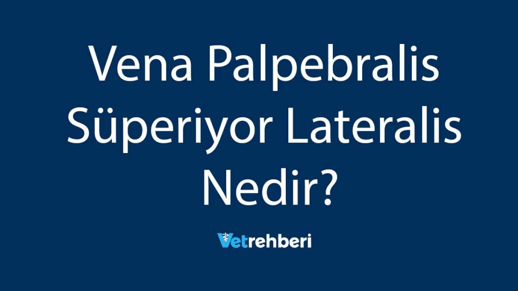 Vena Palpebralis Süperiyor Lateralis Nedir?