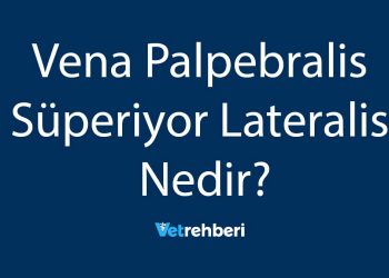 Vena Palpebralis Süperiyor Lateralis Nedir?