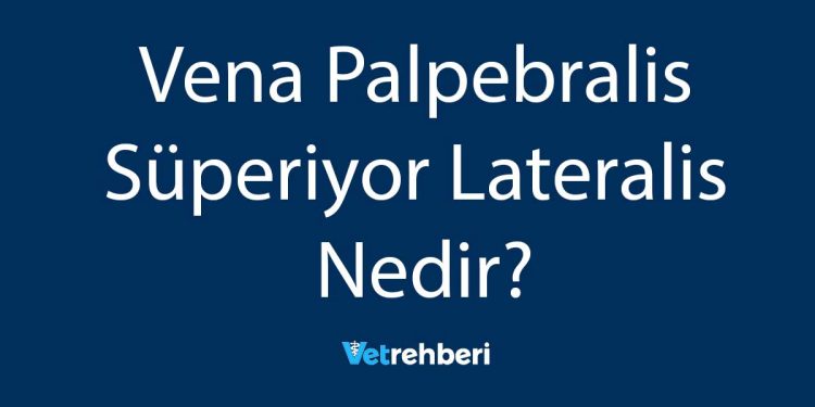 Vena Palpebralis Süperiyor Lateralis Nedir?