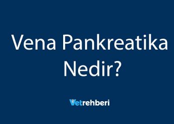 Vena Pankreatika Nedir?