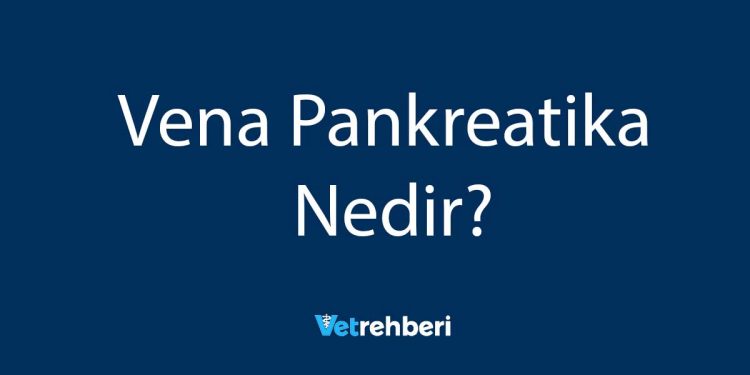 Vena Pankreatika Nedir?