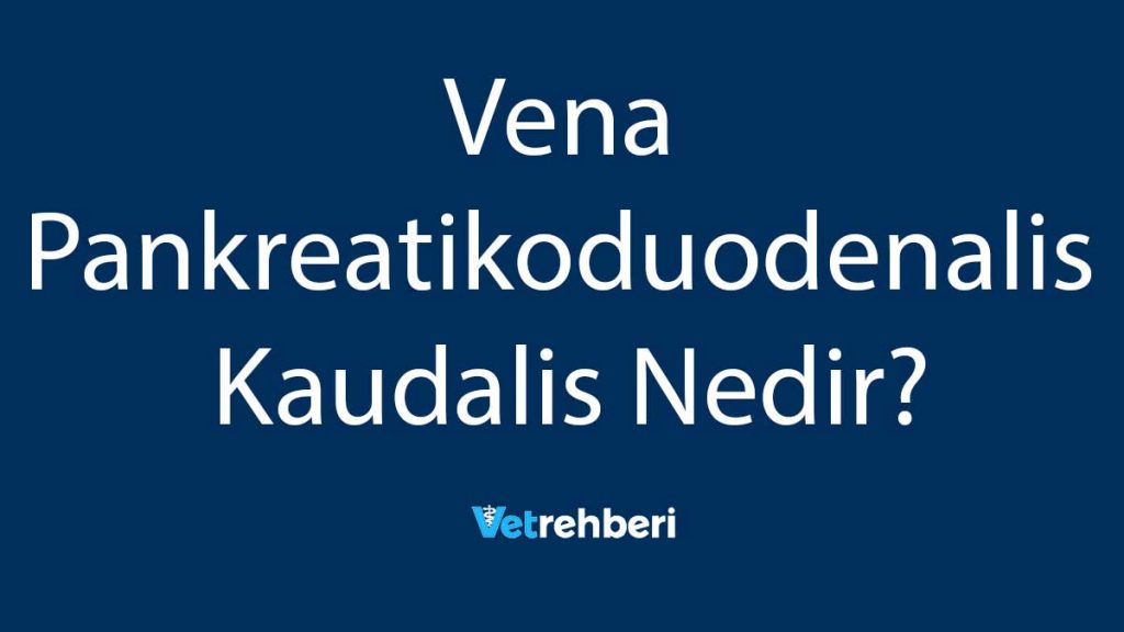 Vena Pankreatikoduodenalis Kaudalis Nedir?