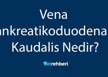 Vena Pankreatikoduodenalis Kaudalis Nedir?