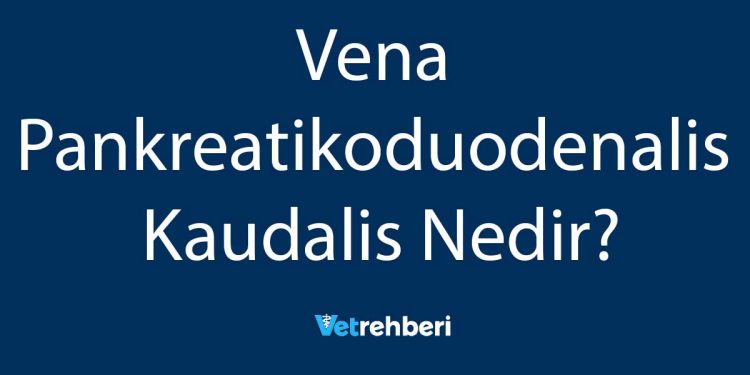 Vena Pankreatikoduodenalis Kaudalis Nedir?