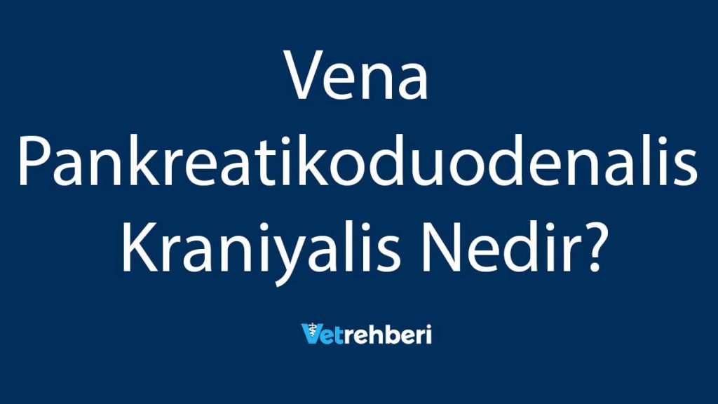 Vena Pankreatikoduodenalis Kraniyalis Nedir?