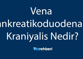 Vena Pankreatikoduodenalis Kraniyalis Nedir?