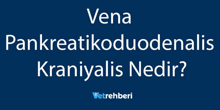 Vena Pankreatikoduodenalis Kraniyalis Nedir?