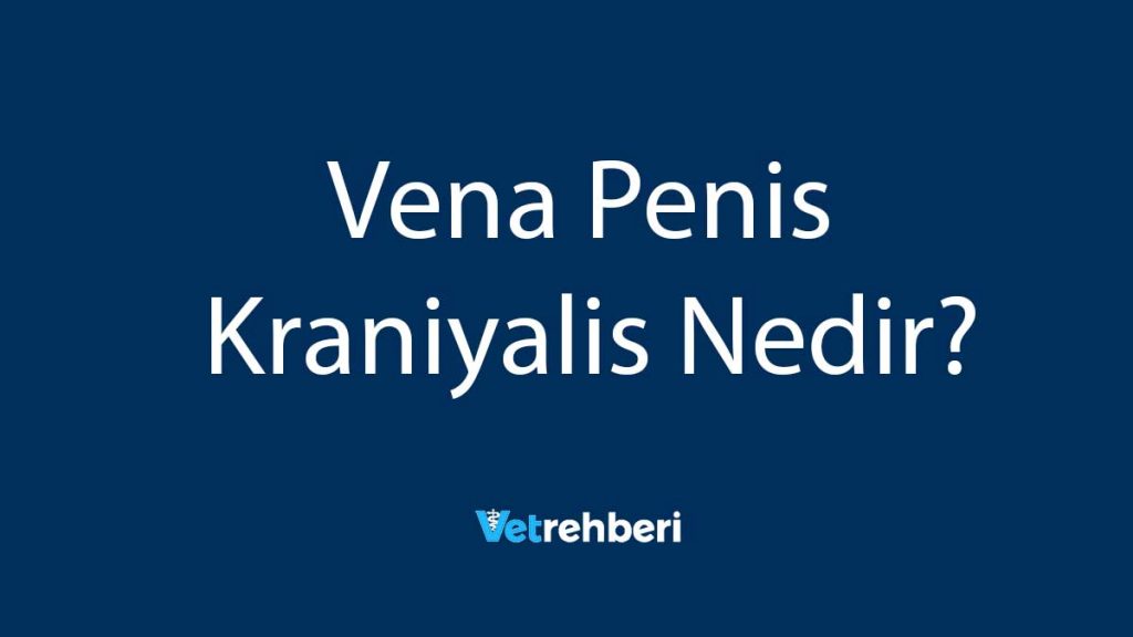 Vena Penis Kraniyalis Nedir?