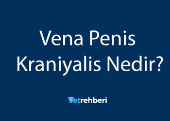 Vena Penis Kraniyalis Nedir?
