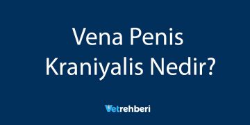 Vena Penis Kraniyalis Nedir?