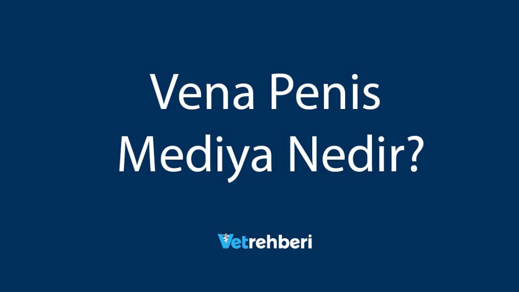 Vena Penis Mediya Nedir?