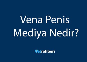 Vena Penis Mediya Nedir?