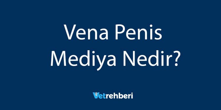 Vena Penis Mediya Nedir?