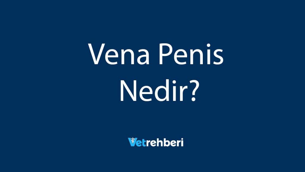 Vena Penis Nedir?