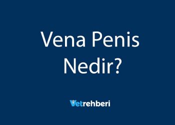Vena Penis Nedir?