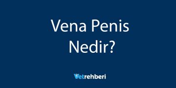 Vena Penis Nedir?
