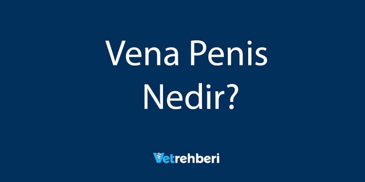 Vena Penis Nedir?