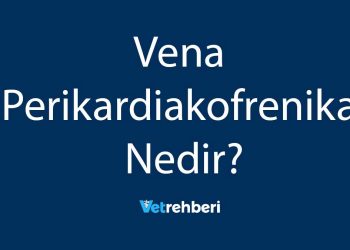 Vena Perikardiakofrenika Nedir?
