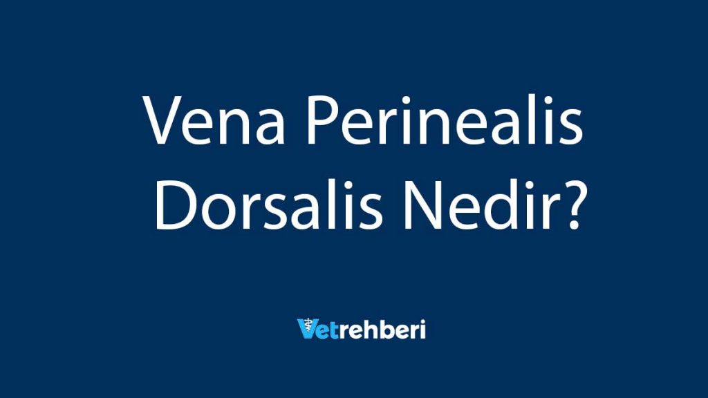 Vena Perinealis Dorsalis Nedir?