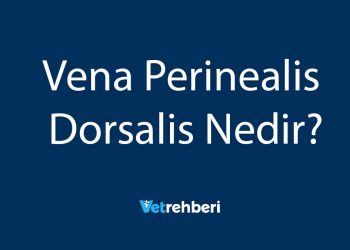 Vena Perinealis Dorsalis Nedir?