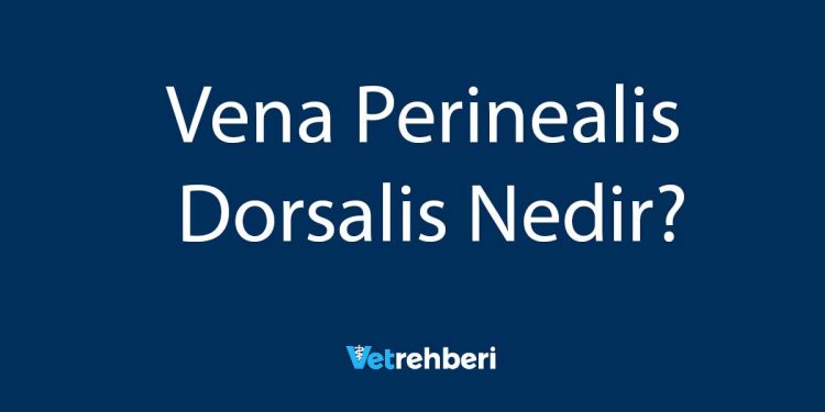 Vena Perinealis Dorsalis Nedir?