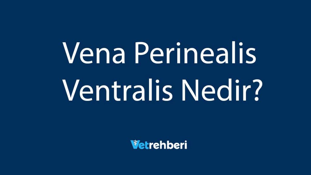 Vena Perinealis Ventralis Nedir?