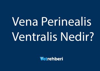 Vena Perinealis Ventralis Nedir?