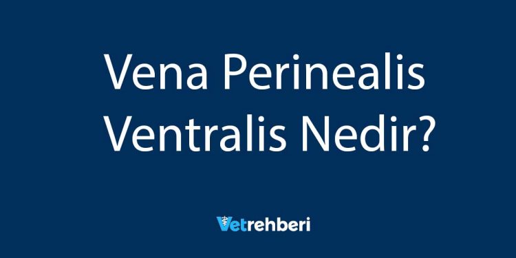 Vena Perinealis Ventralis Nedir?