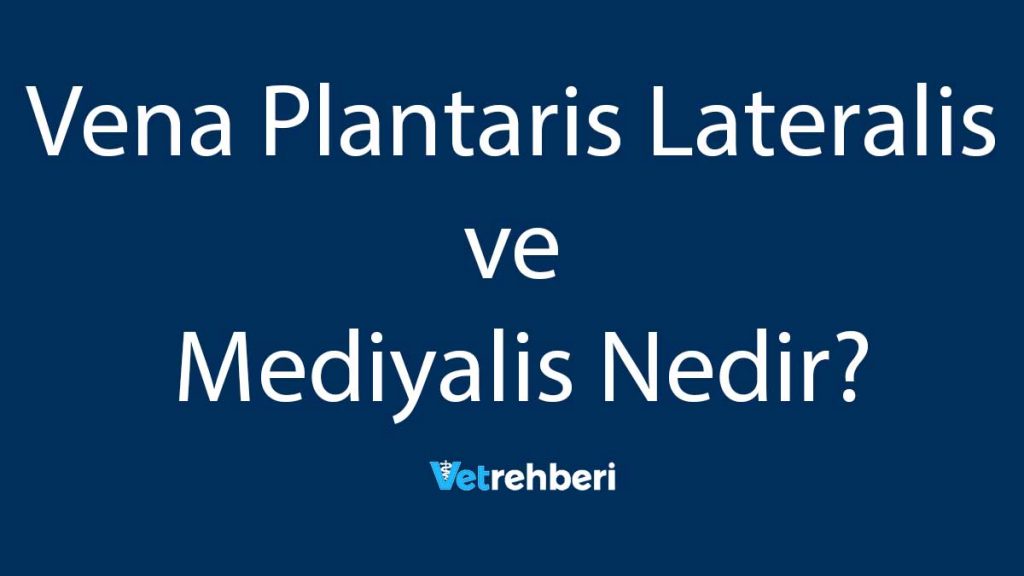 Vena Plantaris Lateralis ve Mediyalis Nedir?